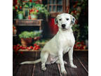 Adopt Chrissy* a White Mixed Breed (Medium) / Mixed dog in Anderson