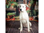 Adopt Moxie* a White Mixed Breed (Large) / Mixed dog in Anderson, SC (41403386)