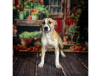 Adopt Claire* a Tan/Yellow/Fawn Mixed Breed (Large) / Mixed dog in Anderson