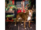 Adopt Pam* a Brown/Chocolate Mixed Breed (Large) / Mixed dog in Anderson