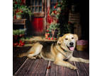 Adopt Jockey* a Tan/Yellow/Fawn Shepherd (Unknown Type) / Mixed dog in Anderson