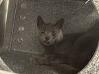Adopt Lightning McQueen 'Ka-Chow' a Gray or Blue Domestic Shorthair / Domestic