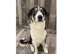 Adopt Taylor K48 5/6/24 a Black Great Pyrenees / Akbash / Mixed (short coat) dog