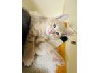 Adopt Pop a Orange or Red Domestic Shorthair / Domestic Shorthair / Mixed cat in