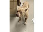 Adopt 55885857 a Tan/Yellow/Fawn American Pit Bull Terrier / Mixed dog in