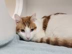 Adopt Cheeto a Orange or Red Domestic Shorthair / Domestic Shorthair / Mixed cat