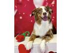 Adopt Bentley a Red/Golden/Orange/Chestnut - with White Australian Shepherd /