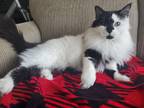 Adopt Buddy a Black & White or Tuxedo Domestic Longhair / Mixed (medium coat)