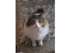 Adopt Sasha a Calico or Dilute Calico Domestic Longhair / Mixed (long coat) cat