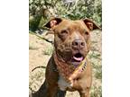Adopt Tankini a Red/Golden/Orange/Chestnut - with White Pit Bull Terrier / Mixed