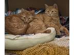 Adopt Honey & Mittens a Orange or Red Tabby Domestic Shorthair / Mixed (short