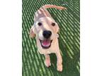 Adopt Prissy a Tan/Yellow/Fawn - with White Hound (Unknown Type) / Mixed Breed