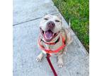 Adopt Ashton a Red/Golden/Orange/Chestnut - with White Pit Bull Terrier / Mixed