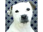 Adopt Amorette a Labrador Retriever / Pit Bull Terrier / Mixed dog in Midland