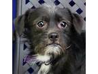 Adopt Opie a Terrier (Unknown Type, Medium) / Mixed dog in Midland