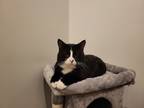 Adopt Baxter a Black & White or Tuxedo Domestic Shorthair (short coat) cat in