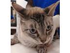 Adopt Jasper a Domestic Shorthair / Mixed cat in Houston, TX (41419708)