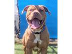 Adopt Romeo a Pit Bull Terrier / Mixed dog in Vallejo, CA (41417360)