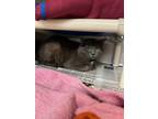 Adopt Weston a Gray or Blue Domestic Mediumhair / Domestic Shorthair / Mixed cat