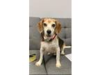 Adopt Woodsly a Tricolor (Tan/Brown & Black & White) Beagle / Mixed dog in