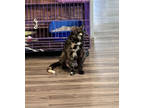 Adopt Linda a All Black Domestic Shorthair / Domestic Shorthair / Mixed cat in