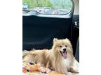 Adopt Richard a Tan/Yellow/Fawn Pomeranian / Mixed dog in Hayward, WI (41401177)