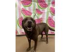 Adopt Captain* a Brown/Chocolate Labrador Retriever / Mixed dog in Anderson