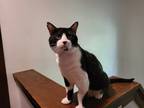 Adopt Sylvester a Black (Mostly) Domestic Shorthair (short coat) cat in Morton