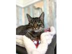 Adopt Fiona a Brown or Chocolate Domestic Shorthair / Domestic Shorthair / Mixed