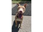 Adopt Ireland a Tan/Yellow/Fawn American Pit Bull Terrier / Mixed Breed (Medium)