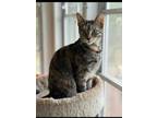 Adopt Cora - Foster Care a Brown Tabby Domestic Shorthair / Mixed Breed (Medium)
