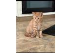 Adopt Malcolm - Foster Care a Orange or Red Domestic Shorthair / Domestic
