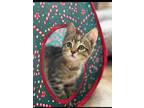 Adopt Rosie - Foster Care a Brown or Chocolate Domestic Shorthair / Domestic