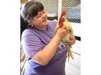 Adopt Bell Bottom a White Chicken / Chicken / Mixed bird in Fallston