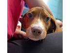 Adopt Daniro a Brown/Chocolate Labrador Retriever / Mixed dog in Deland