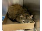 Adopt Lottie a Brown Tabby Domestic Mediumhair / Mixed Breed (Medium) / Mixed