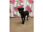 Adopt Missy* a Black Mixed Breed (Medium) / Mixed dog in Anderson, SC (39747126)