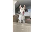 Adopt Kya a White Husky / Mixed dog in Hanover, PA (41419268)