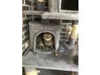 Adopt Bella a Tiger Striped American Shorthair / Mixed (short coat) cat in