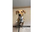 Adopt Phillip a Tan/Yellow/Fawn - with White Hound (Unknown Type) / Labrador