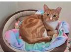 Adopt MANGO a Orange or Red Tabby Domestic Shorthair / Mixed (short coat) cat in