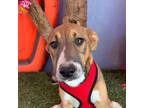 Adopt Scully a Tricolor (Tan/Brown & Black & White) Cattle Dog / Labrador