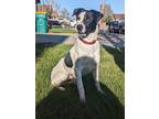 Adopt Pluto a Black - with White Australian Cattle Dog / Mixed dog in Eaton