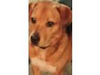 Adopt Henry a Brown/Chocolate - with Black German Shepherd Dog / Golden