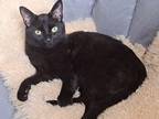 Adopt Hippo a All Black American Shorthair / Mixed (short coat) cat in