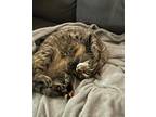 Adopt Kitty a Tortoiseshell Domestic Mediumhair / Mixed (medium coat) cat in