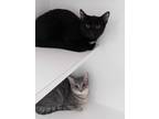 Adopt Ashtin and Coco a Gray, Blue or Silver Tabby Domestic Shorthair (short