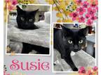 Adopt Susie a All Black Domestic Shorthair / Mixed cat in Hamilton