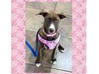 Adopt Cocoa a Brindle Labrador Retriever / Boxer dog in Dallas, TX (40525004)