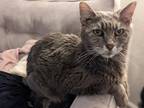 Adopt June a Gray, Blue or Silver Tabby Domestic Shorthair (short coat) cat in